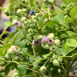 Vaccinium corymbosum 'Northland' - 