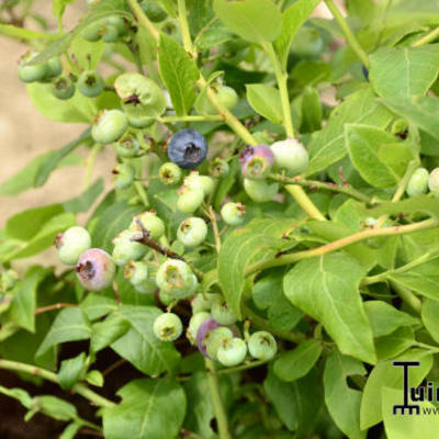 Vaccinium corymbosum 'Northland' - Vaccinium corymbosum 'Northland'