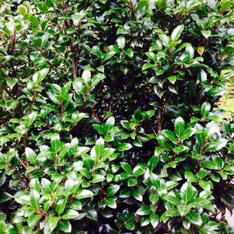 Ilex x meserveae ‘Heckenstar’