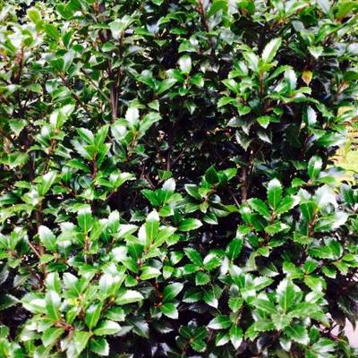 Ilex x meserveae ‘Heckenstar’ - Ilex x meserveae ‘Heckenstar’