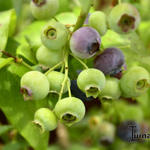 Vaccinium corymbosum 'Spartan' - 