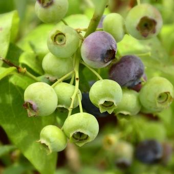 Vaccinium corymbosum 'Spartan'