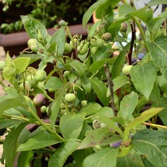 Vaccinium corymbosum 'Spartan'