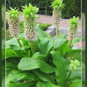 Eucomis bicolor