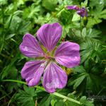 Geranium cinereum - Grauer Storchschnabel