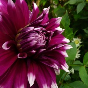 Dahlia 'England's Glory'