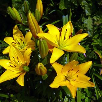 Lilium 'Yellow County'