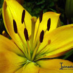 Lilium 'Yellow County' - 