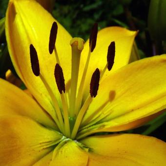 Lilium 'Yellow County'