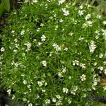 Gypsophila muralis 'Teeny' - 