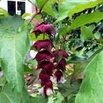 Leycesteria formosa 'Purple Rain'