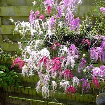 Dianthus chinensis 'Dancing Geisha’