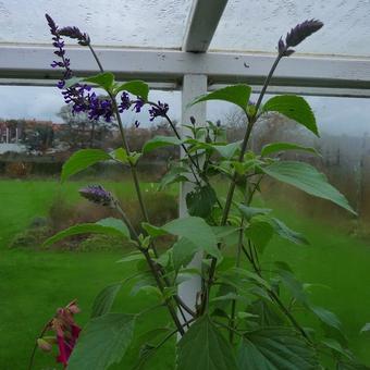 Salvia 'Indigo Spires'