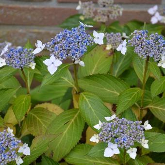 Hydrangea  macrophylla  'Mariesii Lilacina'