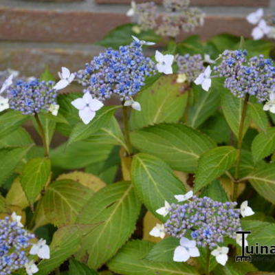 Hydrangea  macrophylla  'Mariesii Lilacina' - 