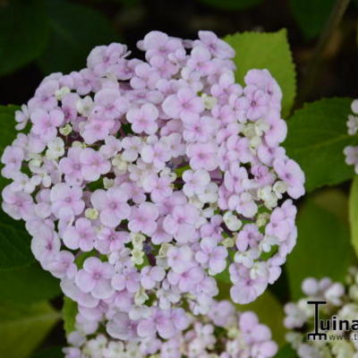 Hydrangea  macrophylla  'Trebah Silver' - 