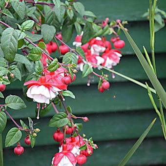 Fuchsia 'Swingtime'