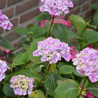 Hydrangea macrophylla 'Frau Yoshimi'