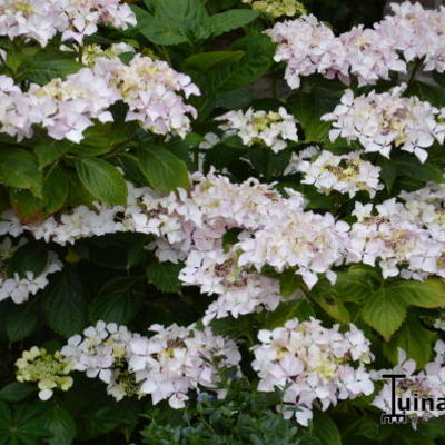 Hydrangea macrophylla 'Great Other' - 