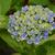 Hydrangea macrophylla 'MAGICAL Amethyst'