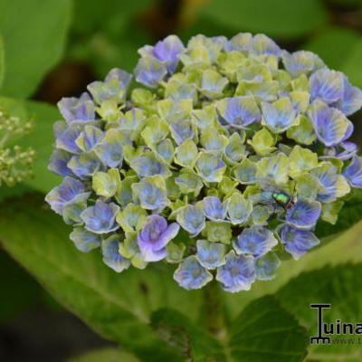 Hydrangea macrophylla 'MAGICAL Amethyst' - 