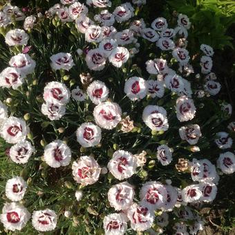 Dianthus 'Coconut Sundae'