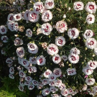 Dianthus 'Coconut Sundae' - 