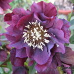 Helleborus orientalis 'DOUBLE ELLEN'-serie - 