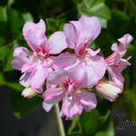 Pelargonium 'Weisz Koningin' - 