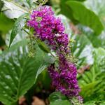 Buddleja davidii 'Nanho Purple' - 