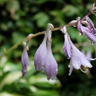 Hosta 'Undulata Mediovariegata'