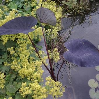 Colocasia esculenta 'Black Magic'