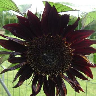 Helianthus annuus 'Moulin Rouge'