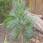 Pinus x schwerinii 'Wiethorst' - 