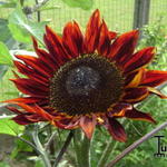 Helianthus annuus 'Moulin Rouge' - 