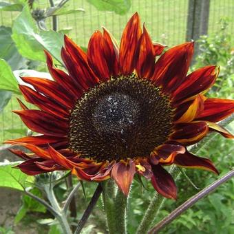 Helianthus annuus 'Moulin Rouge'