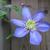 Clematis 'Blue Light'