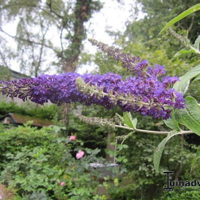 Buddleja davidii 'Empire Blue'