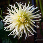 Dahlia 'White Star' - 