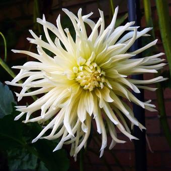 Dahlia 'White Star'