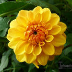 Dahlia 'Sisa' - 