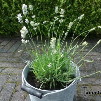 Lavandula angustifolia 'Artic Snow' - Lavandula angustifolia 'Artic Snow'