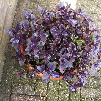 Ocimum basilicum 'Dark Opal'