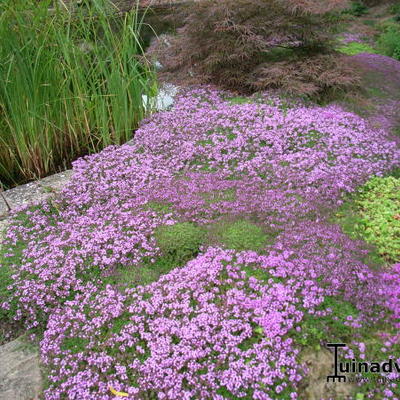 Thymus praecox 'Coccineus' 