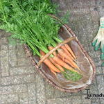 Daucus carota 'Harlekin' - 