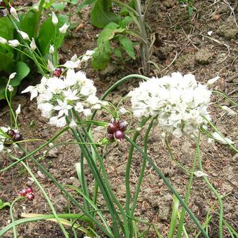 Allium amplectens