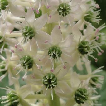 Phytolacca acinosa