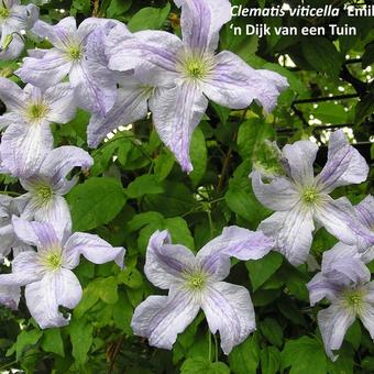 Clematis viticella 'Emilia Plater'