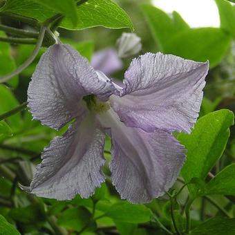 Clematis viticella 'Betty Corning'