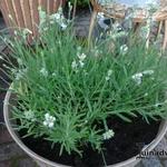 Lavandula angustifolia 'Nana Alba' - 